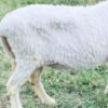 065 Cross Texel Jantan -+38kg