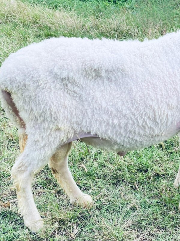 065 Cross Texel Jantan -+38kg