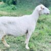 065 Cross Texel Jantan -+38kg