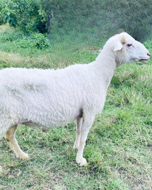 065 Cross Texel Jantan -+38kg