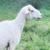 065 Cross Texel Jantan -+38kg