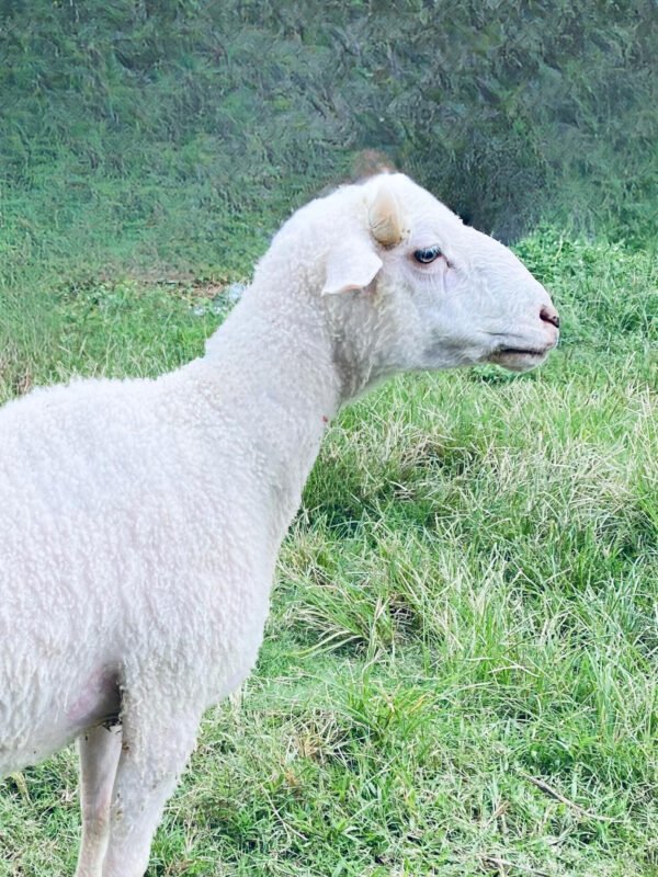 065 Cross Texel Jantan -+38kg