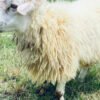 066 Cross Texel Jantan -+41kg