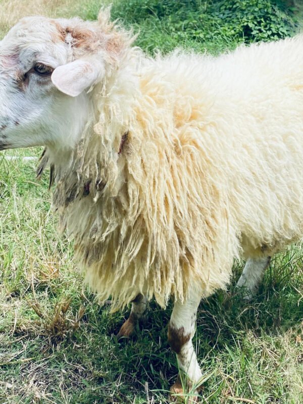 066 Cross Texel Jantan -+41kg