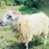 066 Cross Texel Jantan -+41kg