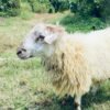 066 Cross Texel Jantan -+41kg