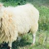066 Cross Texel Jantan -+41kg