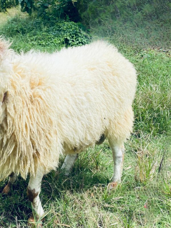 066 Cross Texel Jantan -+41kg