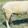 067 Cross Texel Jantan -+30kg