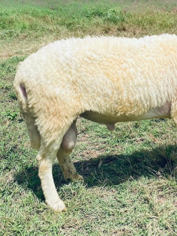 067 Cross Texel Jantan -+30kg