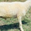 067 Cross Texel Jantan -+30kg