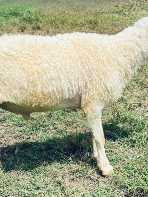 067 Cross Texel Jantan -+30kg