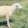 067 Cross Texel Jantan -+30kg