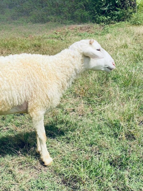 067 Cross Texel Jantan -+30kg