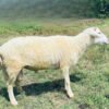 067 Cross Texel Jantan -+30kg