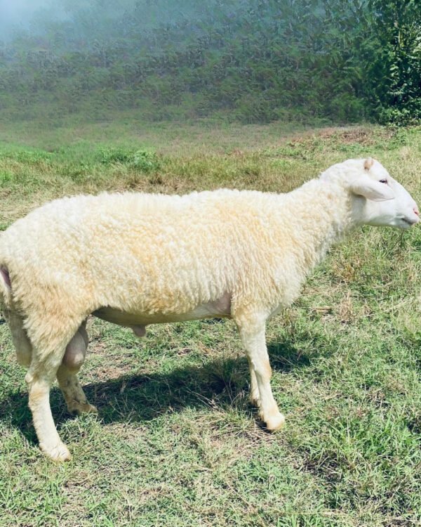 067 Cross Texel Jantan -+30kg