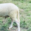 069 Cross Texel Jantan -+25kg