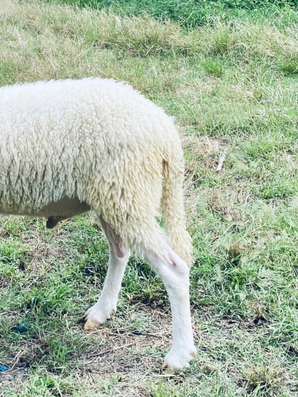 069 Cross Texel Jantan -+25kg