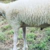 069 Cross Texel Jantan -+25kg