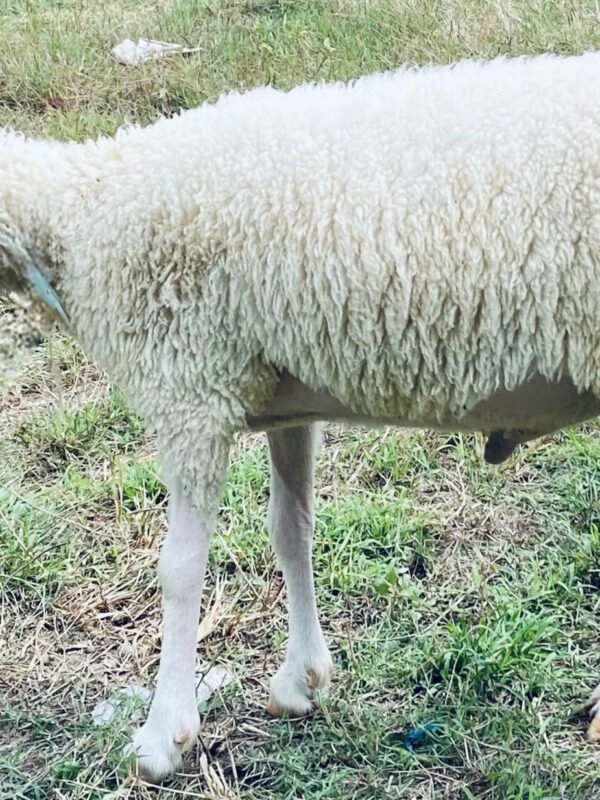 069 Cross Texel Jantan -+25kg