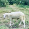 069 Cross Texel Jantan -+25kg