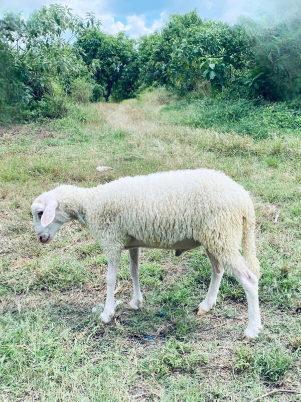 069 Cross Texel Jantan -+25kg