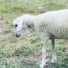 069 Cross Texel Jantan -+25kg