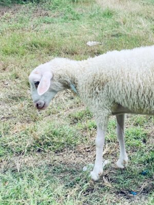 069 Cross Texel Jantan -+25kg
