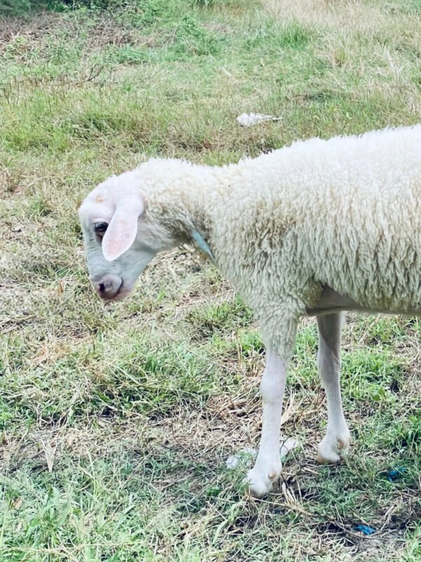 069 Cross Texel Jantan -+25kg