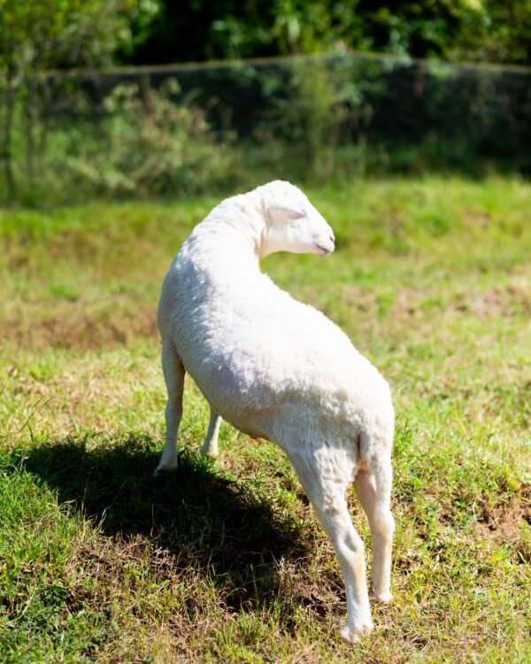 07 Cross Texel Jantan -+72kg