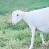 070 Cross Texel Jantan -+40kg