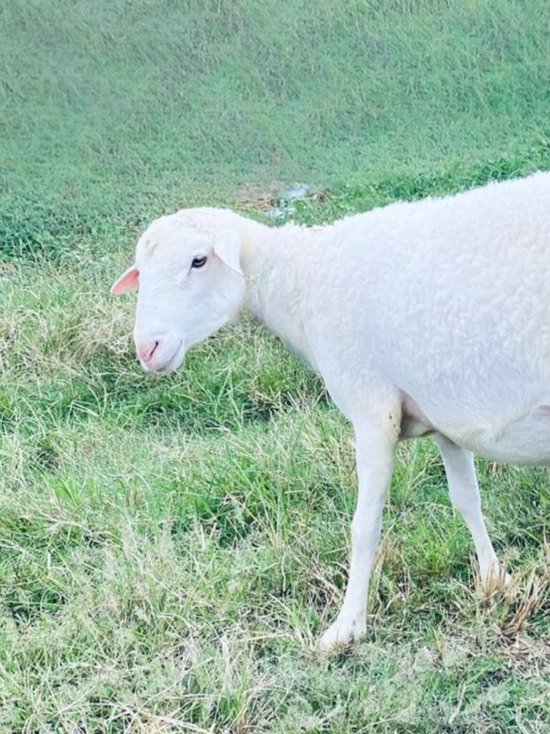070 Cross Texel Jantan -+40kg