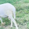 070 Cross Texel Jantan -+40kg