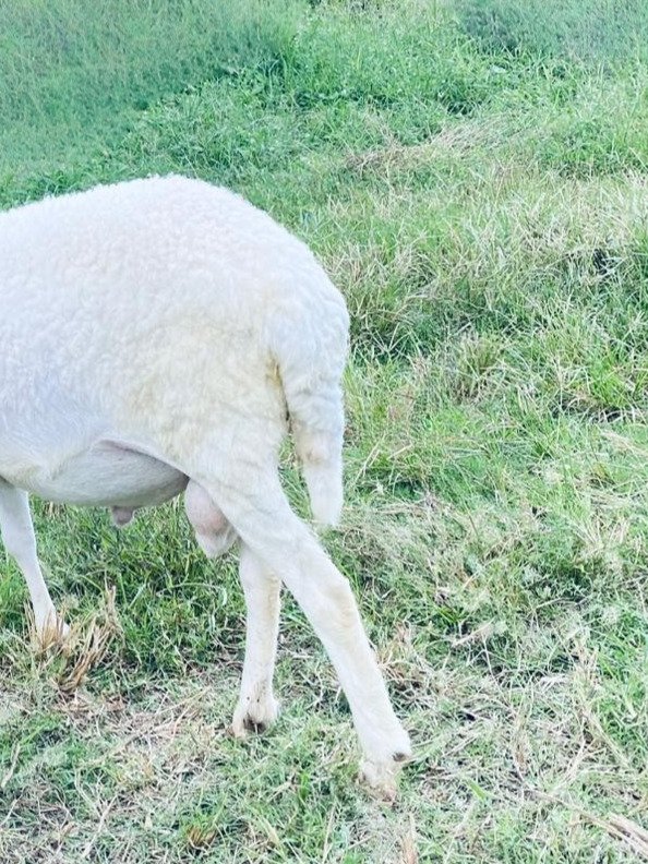 070 Cross Texel Jantan -+40kg