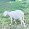 070 Cross Texel Jantan -+40kg