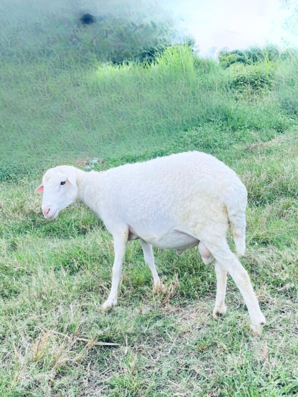 070 Cross Texel Jantan -+40kg