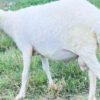 070 Cross Texel Jantan -+40kg