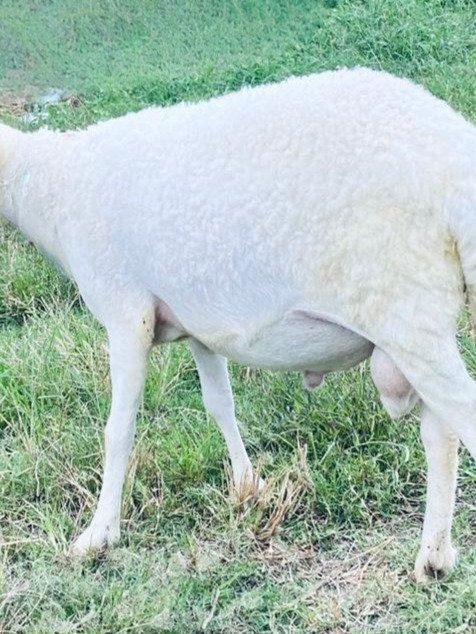 070 Cross Texel Jantan -+40kg