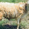071 Cross Texel Jantan -+30kg