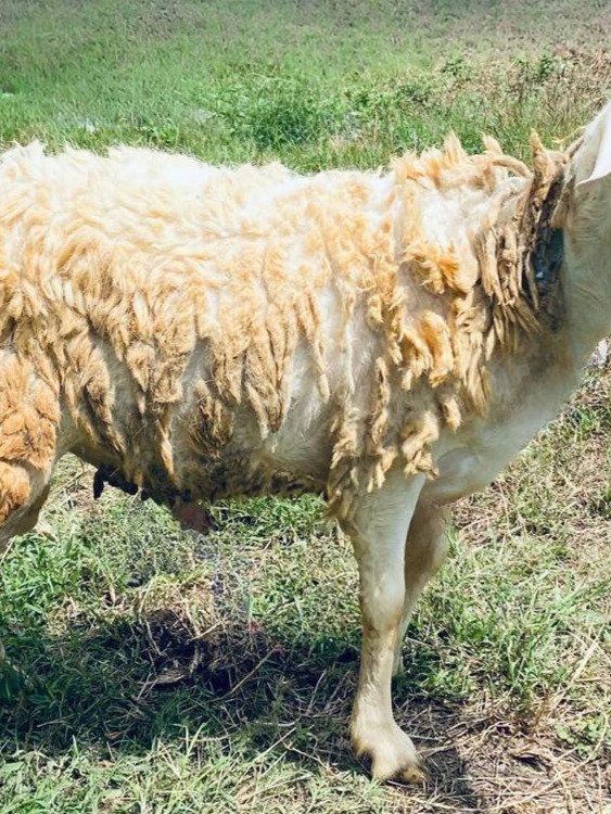071 Cross Texel Jantan -+30kg
