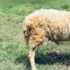 071 Cross Texel Jantan -+30kg