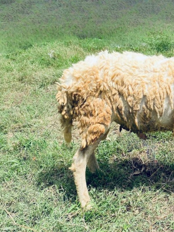 071 Cross Texel Jantan -+30kg