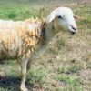 071 Cross Texel Jantan -+30kg