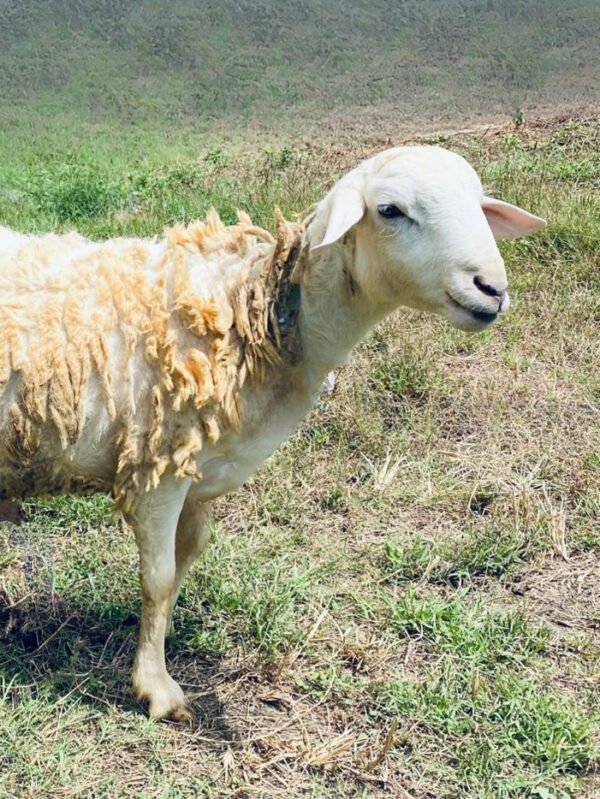 071 Cross Texel Jantan -+30kg