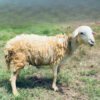 071 Cross Texel Jantan -+30kg
