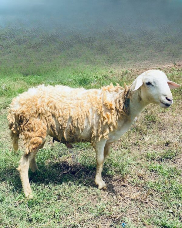 071 Cross Texel Jantan -+30kg