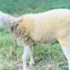 072 Cross Texel Jantan -+31kg