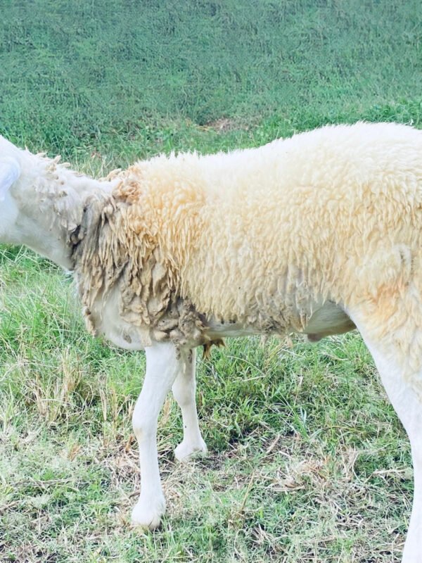 072 Cross Texel Jantan -+31kg