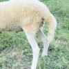 072 Cross Texel Jantan -+31kg