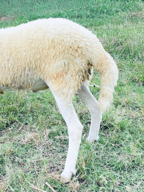 072 Cross Texel Jantan -+31kg